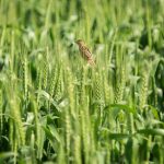 Cum finantezi un proiect in agricultura fara intarzieri: solutia rapida pentru antreprenorii care nu pot astepta