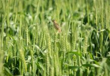 Cum finantezi un proiect in agricultura fara intarzieri: solutia rapida pentru antreprenorii care nu pot astepta