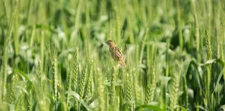 Cum finantezi un proiect in agricultura fara intarzieri: solutia rapida pentru antreprenorii care nu pot astepta
