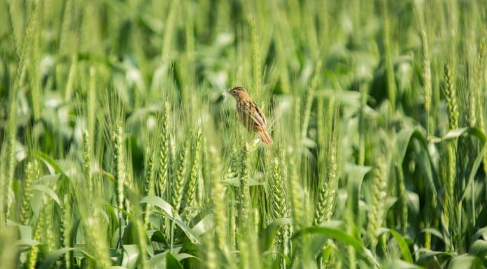Cum finantezi un proiect in agricultura fara intarzieri: solutia rapida pentru antreprenorii care nu pot astepta